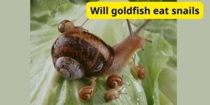 Will goldfish eat snails?