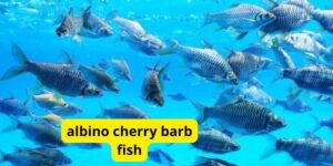 Albino cherry barb fish: A Captivating Aquatic Gem