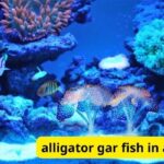 alligator gar fish in aquarium