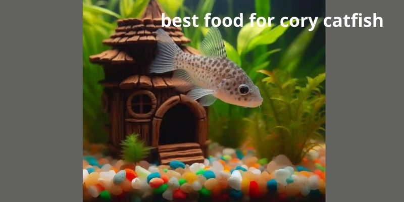 Best food for cory catfish: A Guide to Optimal Feeding