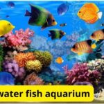 brackish water fish aquarium