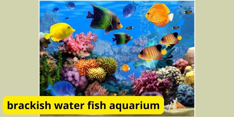 Brackish water fish aquarium: A Guide to Creating a Unique Underwater World