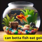 can betta fish eat goldfish food