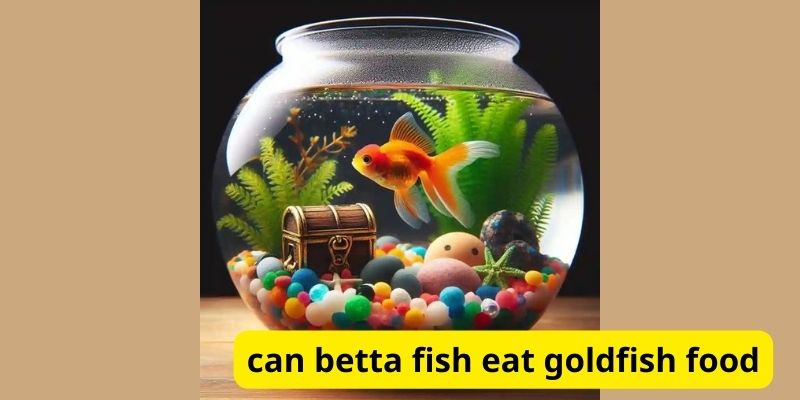 Can betta fish eat goldfish food?