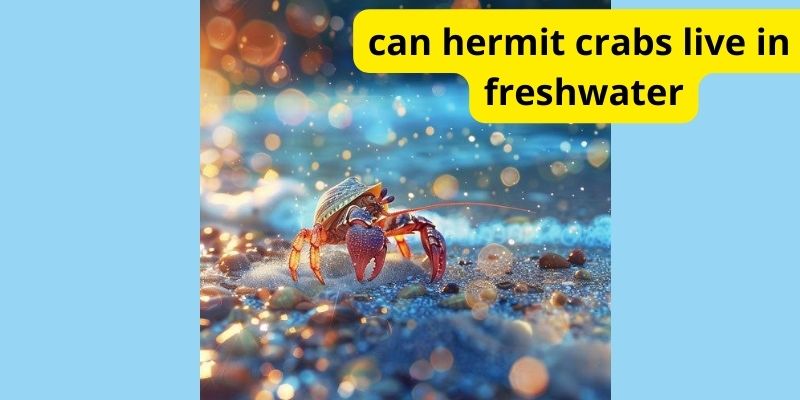 Can hermit crabs live in freshwater?