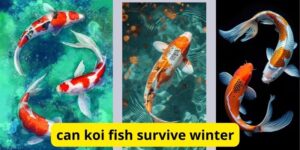 Can koi fish survive winter?