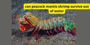 Can peacock mantis shrimp survive out of water?