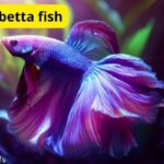 colors of betta fish