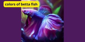 What is the meaning of colors of betta fish?