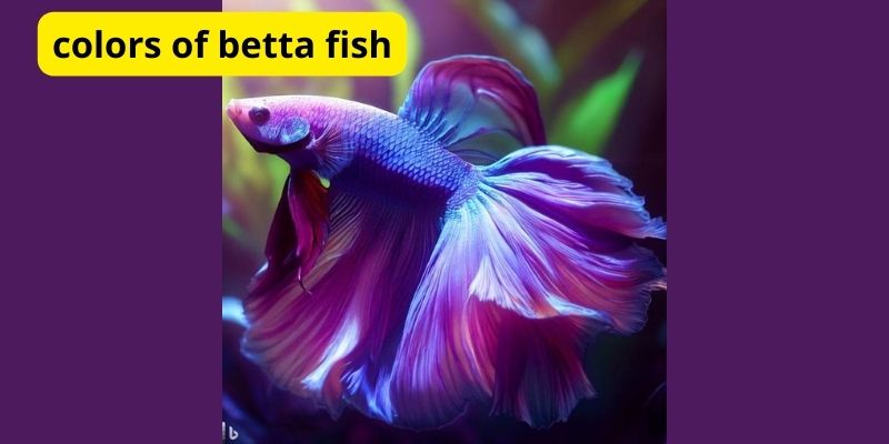 What is the meaning of colors of betta fish?