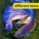 different betta fish colors