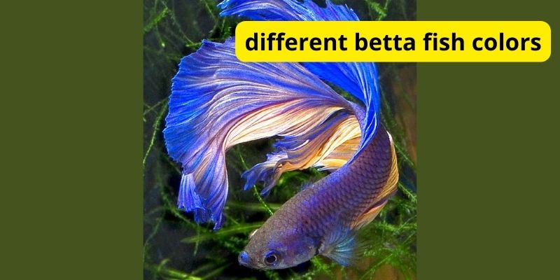 What is different betta fish colors?