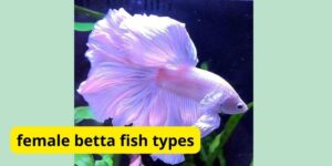 Female betta fish types: A Colorful and Diverse World