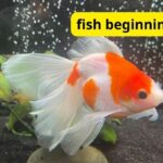 fish beginning with c