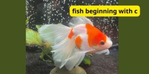 What is fish beginning with C?