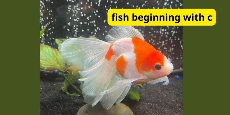 What is fish beginning with C?