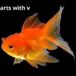 fish that starts with v