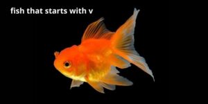 What is fish that starts with V?