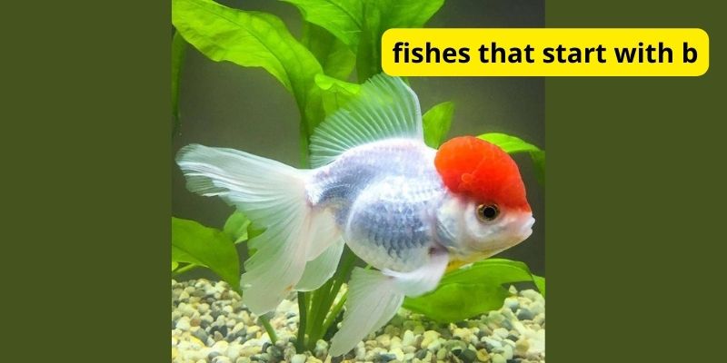 What is fishes that start with B?