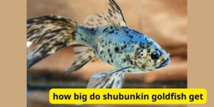 How big do shubunkin goldfish get?