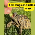 how long can turtles go without water