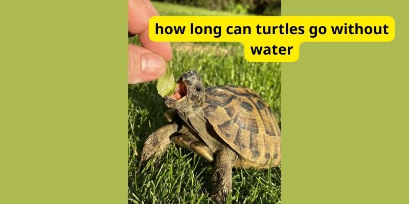 How long can turtles go without water?