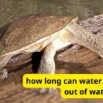 how long can water turtles stay out of water