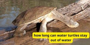 How long can water turtles stay out of water?