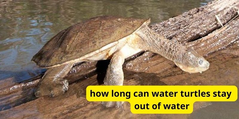 How long can water turtles stay out of water?