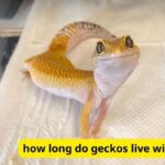 how long do geckos live without food