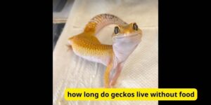 How long do geckos live without food?