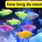 how long do neon fish live