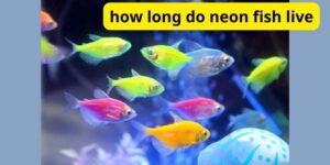 How long do neon fish live?