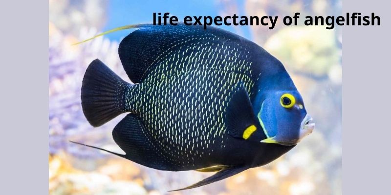 Life expectancy of angelfish:  Factors Affecting Lifespan