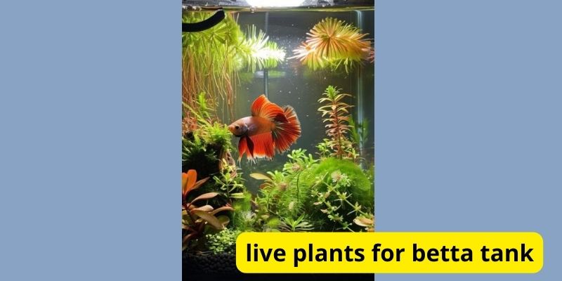 What is type of live plants for betta tank?