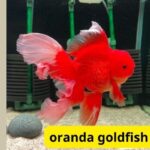 oranda goldfish tank size