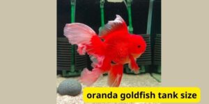 Oranda goldfish tank size: Providing the Perfect Home