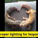 proper lighting for leopard geckos