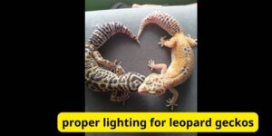 Proper lighting for leopard geckos