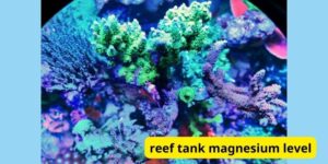 Reef tank magnesium level: The Key to Coral Health and Stability