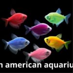 south american aquarium fish