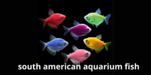 South american aquarium fish: A Colorful Journey Under Water