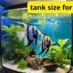 tank size for angelfish