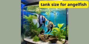 What is tank size for angelfish?