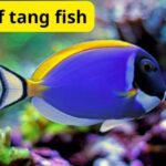 types of tang fish