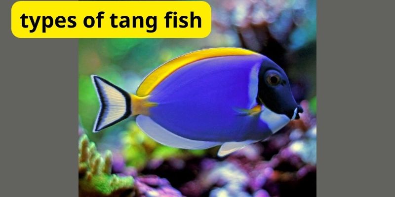 What is types of tang fish?